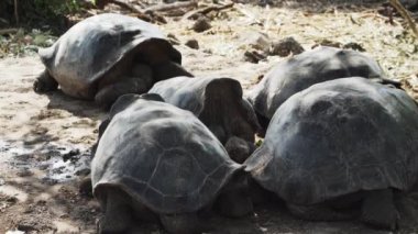 Galapagos dev kaplumbağası Chelonoidis niger, Ekvador Pasifik Okyanusu 'ndaki Galapagos adalarına özgü bir sürüngen türüdür..