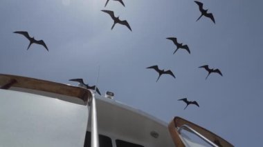 Olağanüstü bir fregat kuşu, Fregata magnificens, karakteristik kırmızı bir kese ile büyük bir Karadeniz kuşu, Fırkateyn kuşu, Ekvador 'daki Pasifik Okyanusu' ndaki Galapagos adalarının kıyılarındaki bir yolcu gemisinin üzerinde açık mavi gökyüzünde süzülüyor..