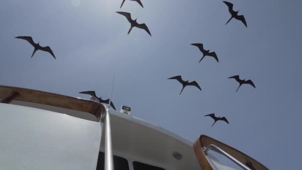 Magnifique Frégate Fregata Magnificens Grand Oiseau Mer Noire Avec Sac — Video