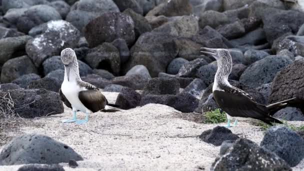 Zeitlupe Eines Blaufüßlers Sula Nebouxii Ein Meeresvogel Der Subtropischen Und — Stockvideo