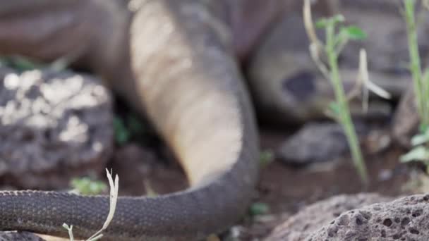 Câmera Lenta Uma Iguana Terra Galápagos Amarelas Também Conhecida Como — Vídeo de Stock