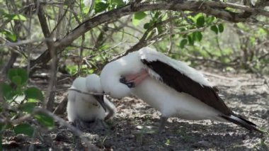 Nazca bubi, Sula Granti, Ekvador Pasifik Okyanusu 'ndaki Galapagos adalarında yavrularını yumurtadan çıkaran beyaz bir deniz kuşu..