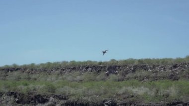 Fregata Magigens, Ekvador 'daki Galapagos Adaları' nın Pasifik Okyanusu 'nun üzerinde açık mavi gökyüzünde süzülen, karakteristik kırmızı bir kıyı kesesine sahip, büyük siyah bir deniz kuşudur..