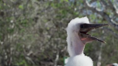 Şirin bebek Nazca memeli piliç, Sula granti, tüylü tüylü tüylü, Ekvador 'daki Galapagos adalarının Pasifik Okyanusu' ndaki Genovesa adasında oturuyor..