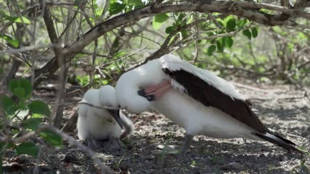 Nazca Booby Sula Granti Vit Sjöfågel Som Kläcker Sina Kycklingar — Stockvideo