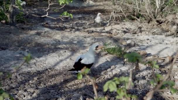 Nazca Booby Sula Granti Een Witte Zeevogel Genesteld Galapagos Eilanden — Stockvideo