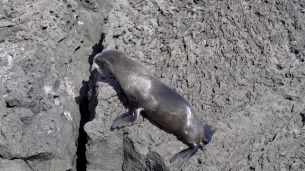 Galapagos Fur Seal Arctocephalus Galapagoensis Volcanic Cliffs Bartolome Island Pacific — Stock Video