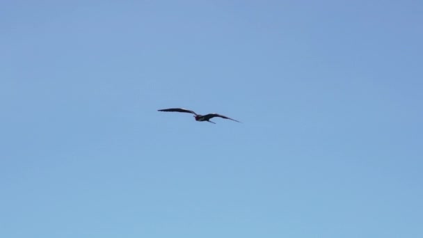 Cámara Lenta Magnífico Frigatebird Fregata Magnificens Ave Marina Negra Grande — Vídeos de Stock