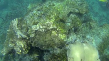 Ekvador 'daki Galapagos adalarının su altı dünyasını keşfetmek için şnorkelle yüzen bir safari..