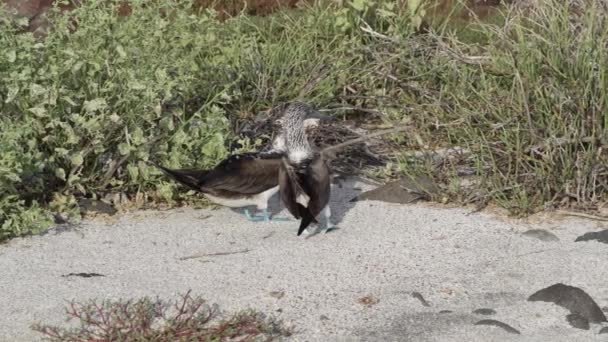 Zpomalení Pohybu Modrých Nohou Prase Sula Nebouxii Mořský Pták Původem — Stock video