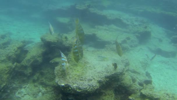 Открывая Себя Подводный Мир Галапагосских Островов Эквадоре Подводном Сафари — стоковое видео