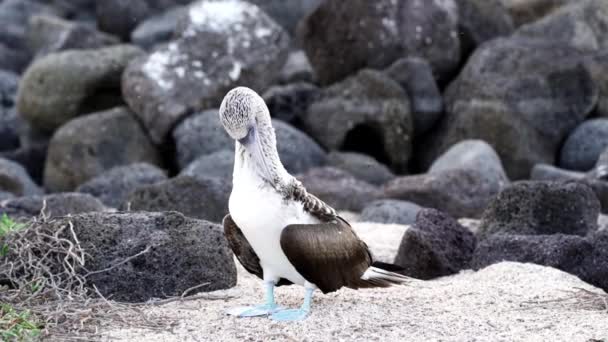 Замедленное Движение Синеногой Буби Sula Nebouxii Морской Птицы Обитающей Субтропических — стоковое видео