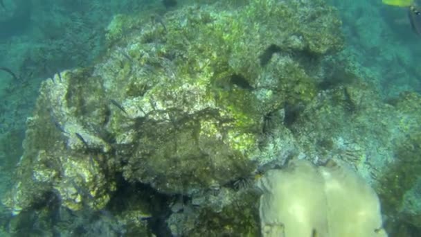 Discovering Water World Galapagos Islands Ecuador Snorkeling Safari — Stock Video