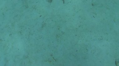 Ekvador 'daki Galapagos adalarının su altı dünyasını keşfetmek için şnorkelle yüzen bir safari..