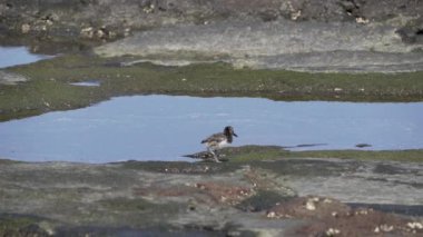 Anne amerikan istiridye avcısı, Haematopus palliatus, ekvador 'daki Galapagos adalarındaki Santiago adasının lav kayalarının üzerinde küçük sevimli bir civcivle birlikte yürüyor..