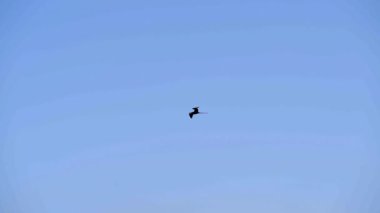 Olağanüstü bir fregatebird, Fregata magnificens, karakteristik kırmızı bir kese ile büyük bir Karadeniz kuşu, Fırkateyn kuşu açık mavi gökyüzünde süzülüyor Galapagos adalarının kıyılarında Ekvador, Güney Amerika 'da Pasifik Okyanusu' nda.