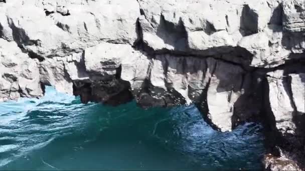 Ausgewachsene Galapagos Seelöwen Zalophus Wollebaeki Auf Den Schwarzen Lavagesteinen Der — Stockvideo