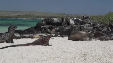 bir deniz iguanası, Amblyrhynchus kristali, deniz, tuzlu su, veya Galapagos deniz iguanası ve Galapagos deniz aslanı, Zalophus wollebaeki, Galapagos adalarının beyaz kumsalında.