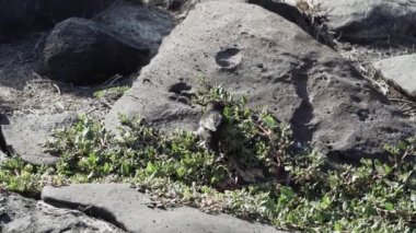 Küçük siyah Darwin ispinozu, bitki örtüsünde zıplıyor ve Pasifik Okyanusu 'ndaki Galapagos adalarında besleniyor..