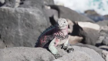 Deniz iguanası, Amblyrhynchus kristali (ayrıca deniz, tuzlu su veya Galapagos deniz iguanası olarak da bilinir), sadece Galapagos adalarında bulunan su altında beslenen tek kertenkele türüdür..