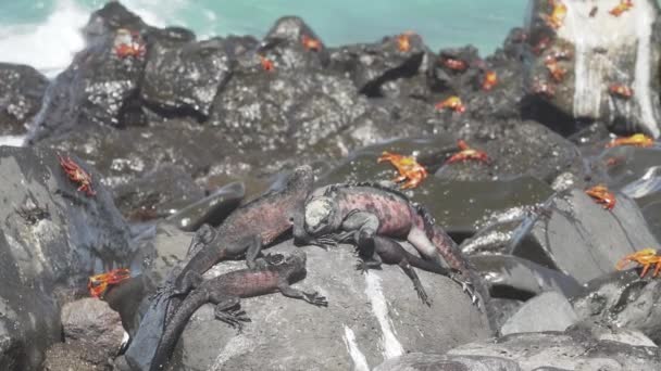 Een Zeeleguaan Amblyrhynchus Cristatus Ook Zeeleguaan Zoutwater Galapagos Zeeleguaan Kleurrijke — Stockvideo
