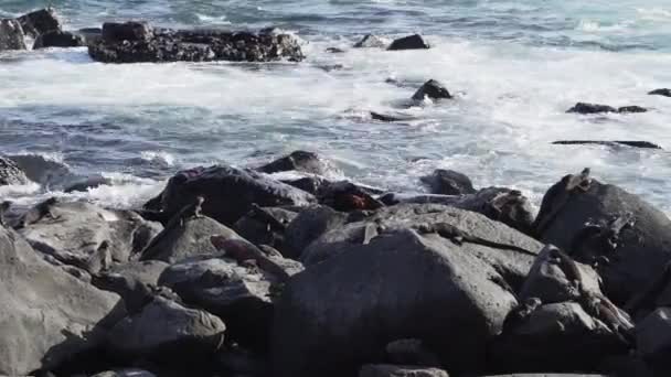 海洋イグアナ アムブリュリンチュラトゥス またはガラパゴス海洋イグアナ カラフルな光沢のあるカニ グラップスグラス ガラパゴス諸島の固有種 — ストック動画