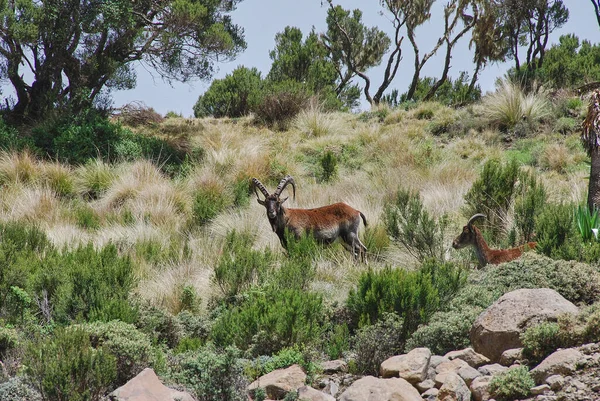 Etíope Walia Ibex Capra Walie Vive Grandes Altitudes Una Especie — Foto de Stock