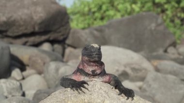 Deniz iguanası, Amblyrhynchus kristali (ayrıca deniz, tuzlu su veya Galapagos deniz iguanası olarak da bilinir), sadece Galapagos adalarında bulunan su altında beslenen tek kertenkele türüdür..