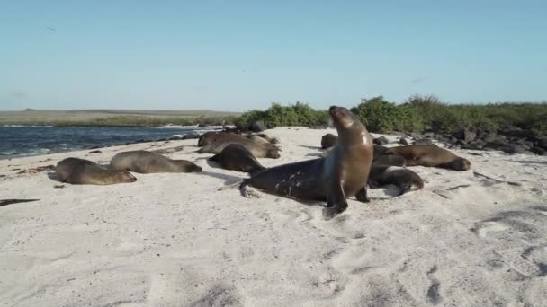 Gruppo Galapagos Leone Marino Zalophus Wollebaeki Sulla Spiaggia Sabbia Bianca — Video Stock