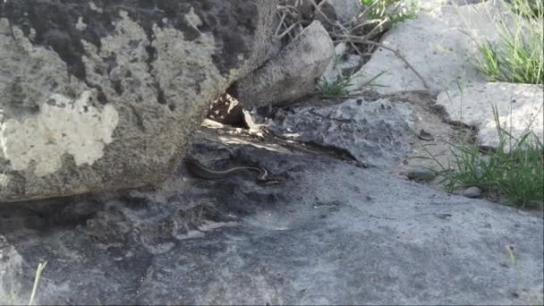 Galapagos Yarışçısı Pseudalsophis Biserialis Galapagos Adalarına Özgü Bir Yılan — Stok video