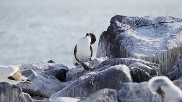 Наска Бобі Ґранті Білий Морський Птах Гніздиться Галапагоських Островах Тихому — стокове відео