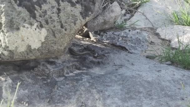 Piloto Galápagos Pseudalsophis Biserialis Uma Serpente Endémica Das Ilhas Galápagos — Vídeo de Stock