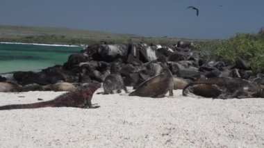 bir deniz iguanası, Amblyrhynchus kristali, deniz, tuzlu su, veya Galapagos deniz iguanası ve Galapagos deniz aslanı, Zalophus wollebaeki, Galapagos adalarının beyaz kumsalında.