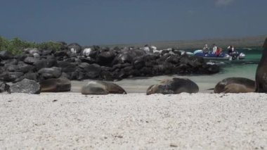 Galapagos deniz aslanı grubu Zalophus wollebaeki, arka planda turkuaz su bulunan Ekvador kıyılarının Pasifik Okyanusu 'ndaki Galapagos adalarının beyaz kumlu plajında..