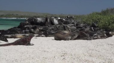 bir deniz iguanası, Amblyrhynchus kristali, deniz, tuzlu su, veya Galapagos deniz iguanası ve Galapagos deniz aslanı, Zalophus wollebaeki, Galapagos adalarının beyaz kumsalında.