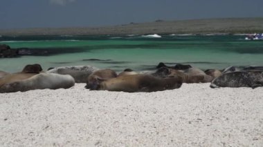 bir deniz iguanası, Amblyrhynchus kristali, deniz, tuzlu su, veya Galapagos deniz iguanası ve Galapagos deniz aslanı, Zalophus wollebaeki, Galapagos adalarının beyaz kumsalında.