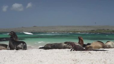 bir deniz iguanası, Amblyrhynchus kristali, deniz, tuzlu su, veya Galapagos deniz iguanası ve Galapagos deniz aslanı, Zalophus wollebaeki, Galapagos adalarının beyaz kumsalında.