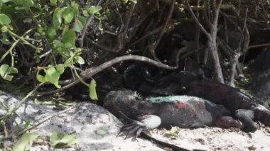 Deniz iguanası, Amblyrhynchus kristali (ayrıca deniz, tuzlu su veya Galapagos deniz iguanası olarak da bilinir), sadece Galapagos adalarında bulunan su altında beslenebilen tek kertenkele türü..