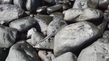 Deniz iguanası, Amblyrhynchus kristali (ayrıca deniz, tuzlu su veya Galapagos deniz iguanası olarak da bilinir), sadece Galapagos adalarında bulunan su altında beslenebilen tek kertenkele türü..