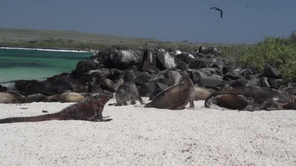 Iguane Marin Amblyrhynchus Cristatus Également Mer Eau Salée Des Galapagos — Video