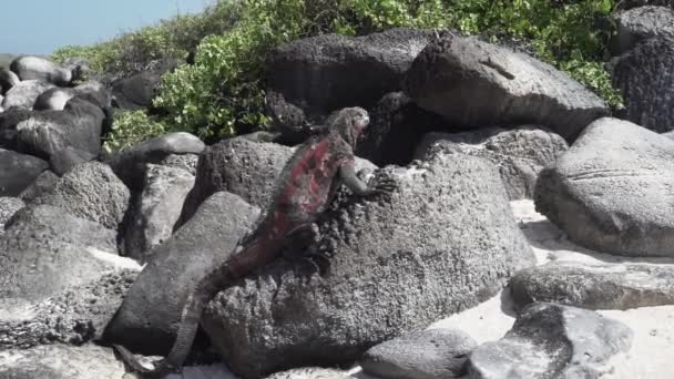 Deniz Iguanası Amblyrhynchus Kristali Ayrıca Deniz Tuzlu Veya Galapagos Deniz — Stok video