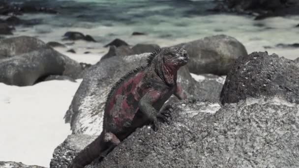 Morska Iguana Amblyrhynchus Cristatus Również Morze Słona Woda Lub Galapagos — Wideo stockowe