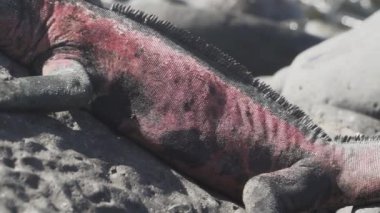 Deniz iguanası, Amblyrhynchus kristali (ayrıca deniz, tuzlu su veya Galapagos deniz iguanası olarak da bilinir), sadece Galapagos adalarında bulunan su altında beslenen tek kertenkele türüdür..
