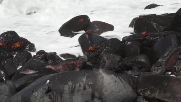 Bir Deniz Iguanası Amblyrhynchus Kristali Deniz Tuzlu Veya Galapagos Deniz — Stok video