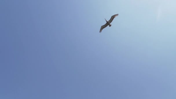 ガラパゴス ブラウンペリカン 太平洋のガラパゴス諸島の海岸に沿って飛行し 魚を探し ターコイズ海にダイビング — ストック動画