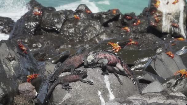 Marin Leguan Amblyrhynchus Cristatus Även Hav Saltvatten Eller Galapagos Marina — Stockvideo