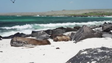 Galapagos deniz aslanı grubu Zalophus wollebaeki, arka planda turkuaz su bulunan Ekvador kıyılarının Pasifik Okyanusu 'ndaki Galapagos adalarının beyaz kumlu plajında..