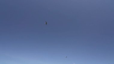 Galapagos Kahverengi Pelikan Pasifik Okyanusu 'ndaki Galapagos adaları boyunca uçuyor, balık avlıyor ve turkuaz denizine dalıyor..