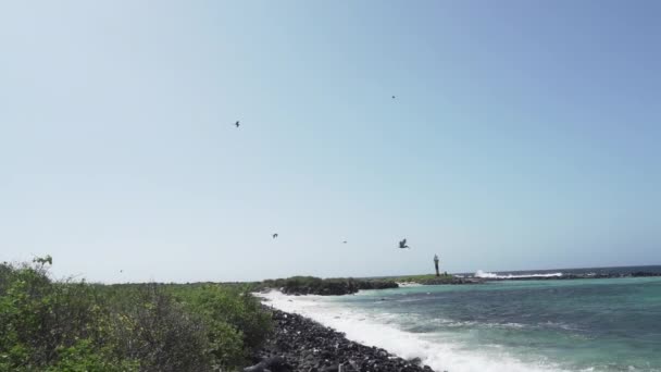 Galapagos Bruine Pelikaan Vliegt Langs Kust Van Galapagos Eilanden Stille — Stockvideo