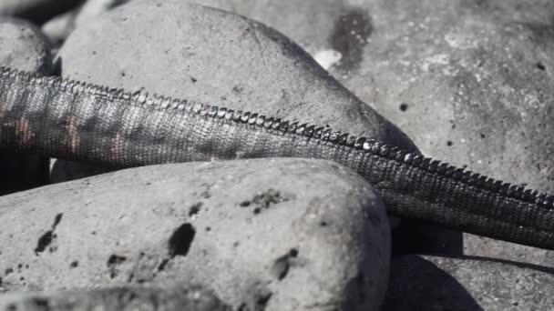 Zeeleguaan Amblyrhynchus Cristatus Een Endemische Reptielensoort Die Alleen Voorkomt Galapagos — Stockvideo